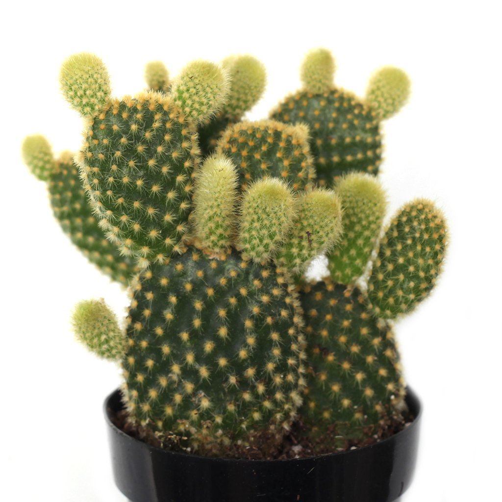 Opuntia microdasys 'Bunny Ears Cactus'
