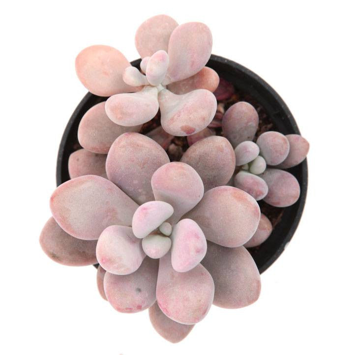 Pachyphytum 'Pink Moonstones'