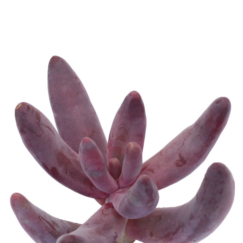 ganzhou succulent Rare Pachysedum Ganzhou Succulent – Unique Pink Succulents 2 inch / Clay Pot by Succulents Box