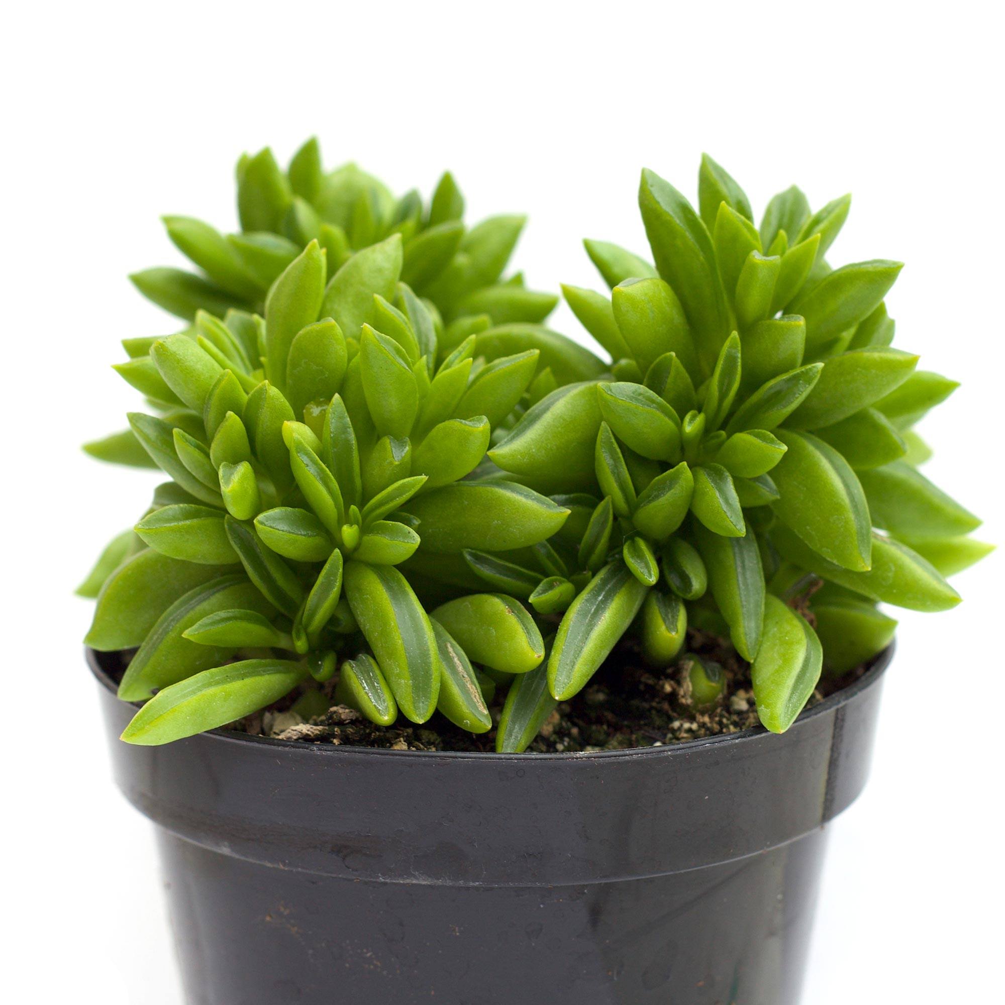 taco plant succulent Peperomia axillaris