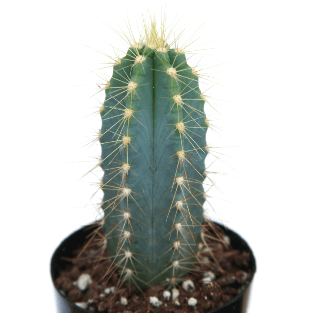 Pilosocereus azureus 'Blue Torch Cactus'