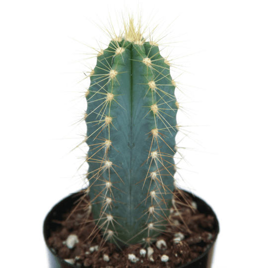 Pilosocereus pachycladus 'Blue Torch Cactus'