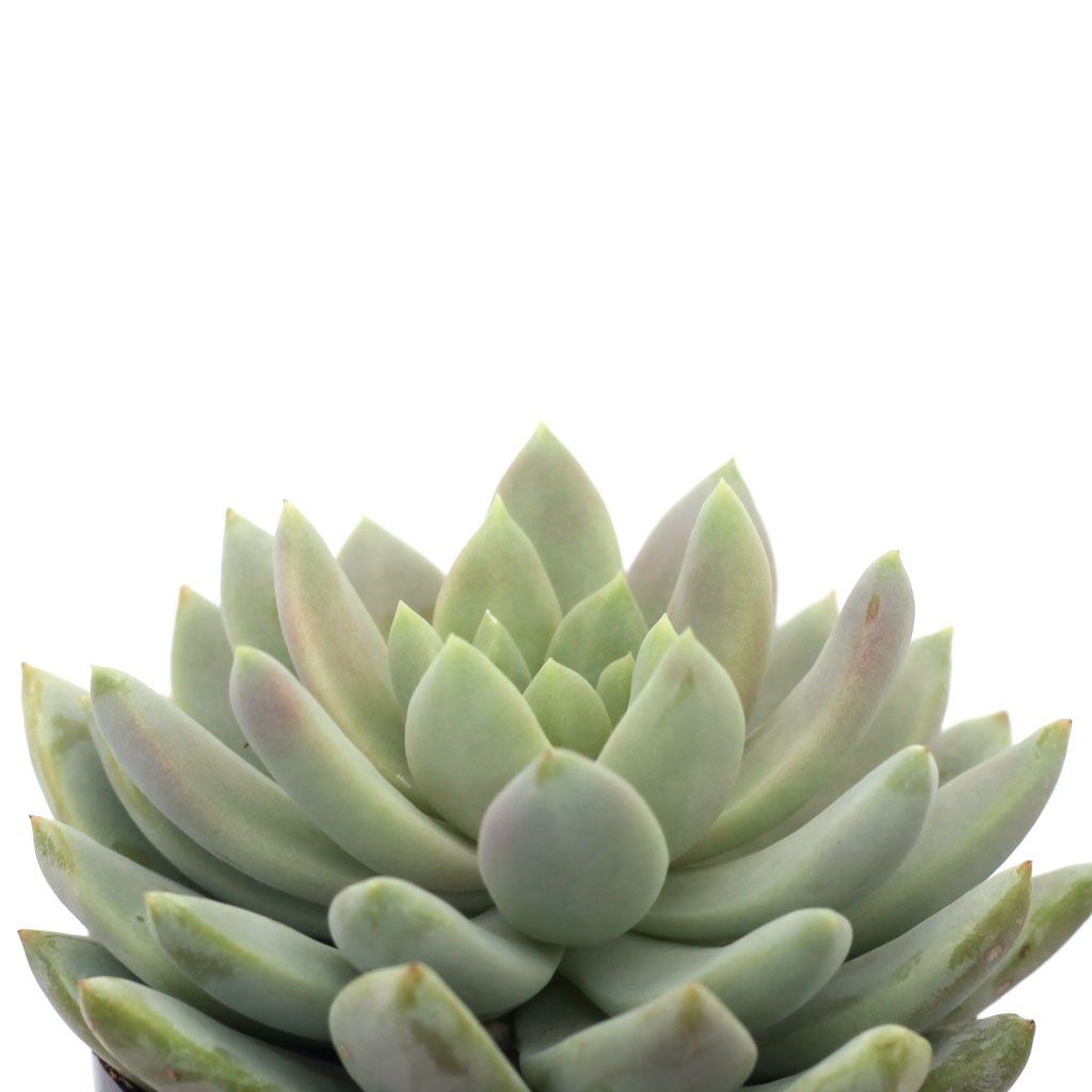 misty lilac succulent Sedeveria 'Lilac Mist' PPAF