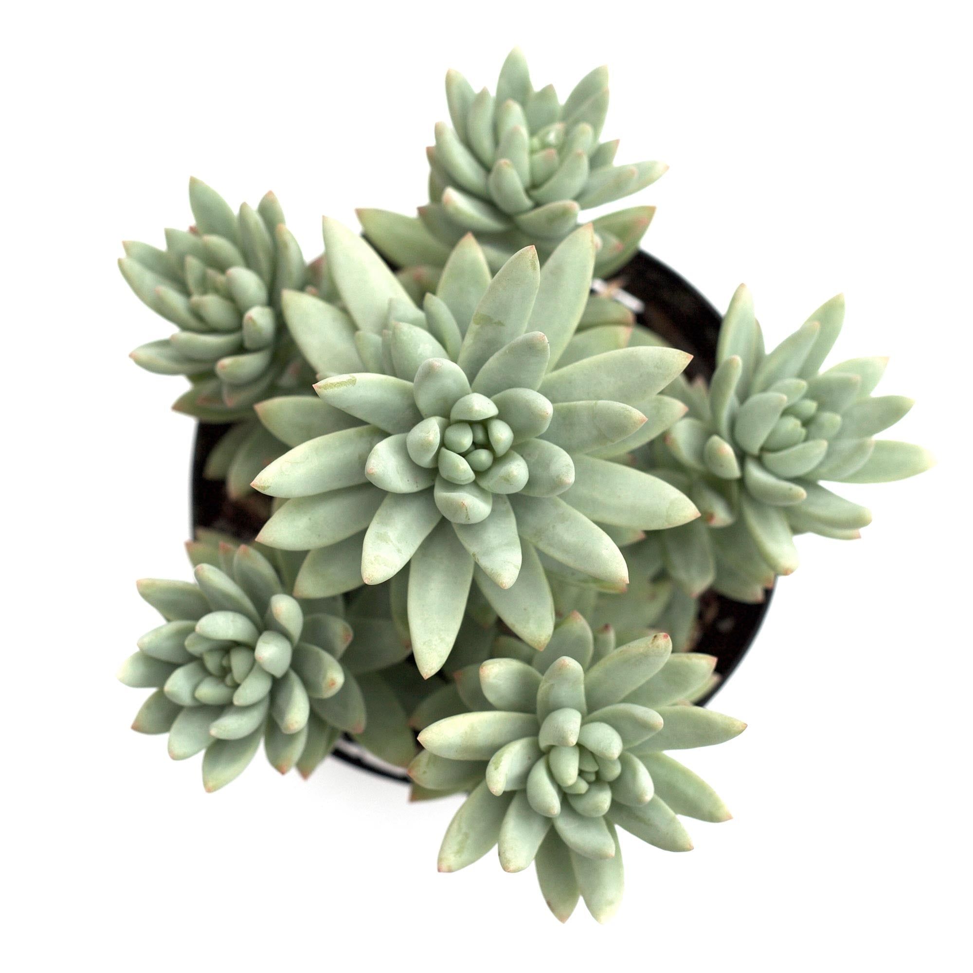 blue burrito succulent care Sedeveria 'Blue Burrito'