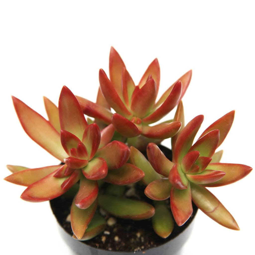 succulent firestorm Sedum adolphii 'Firestorm'