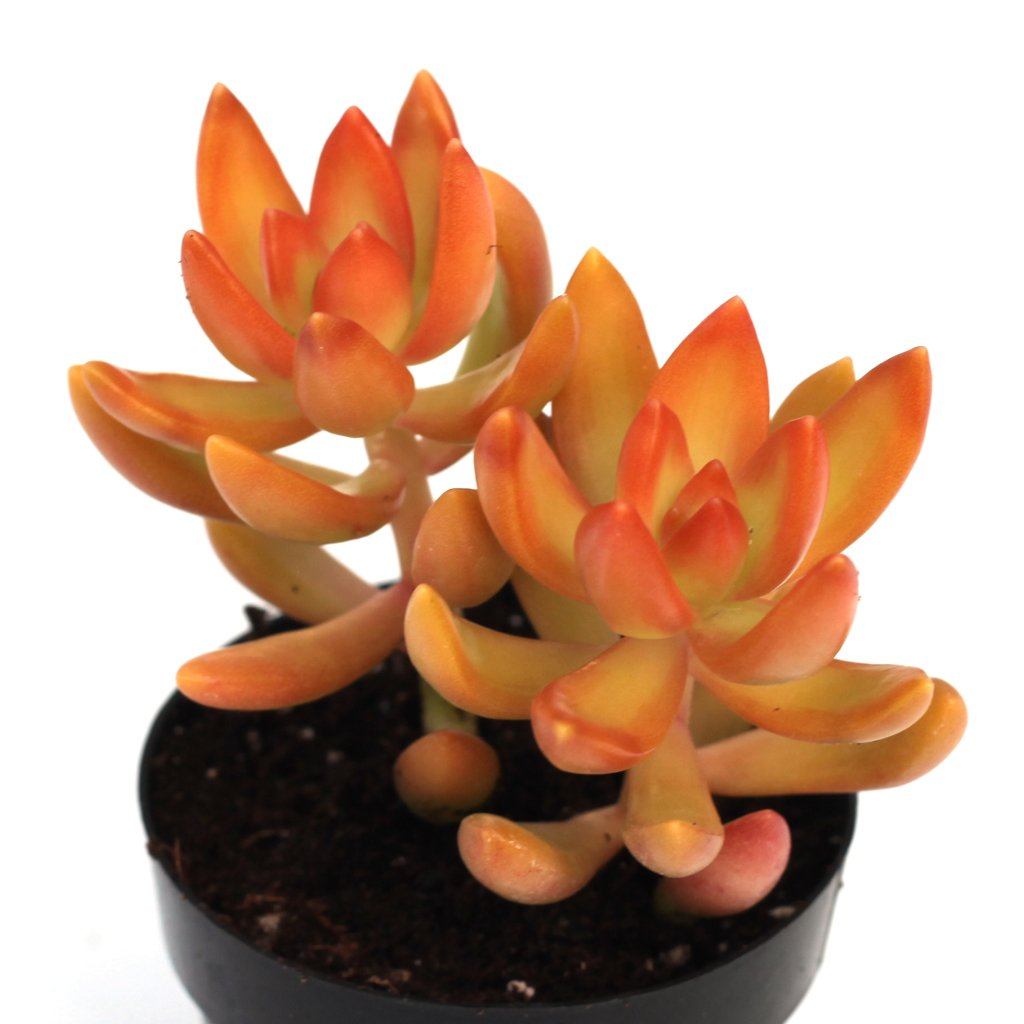 orange succulent plant Sedum 'Orange'