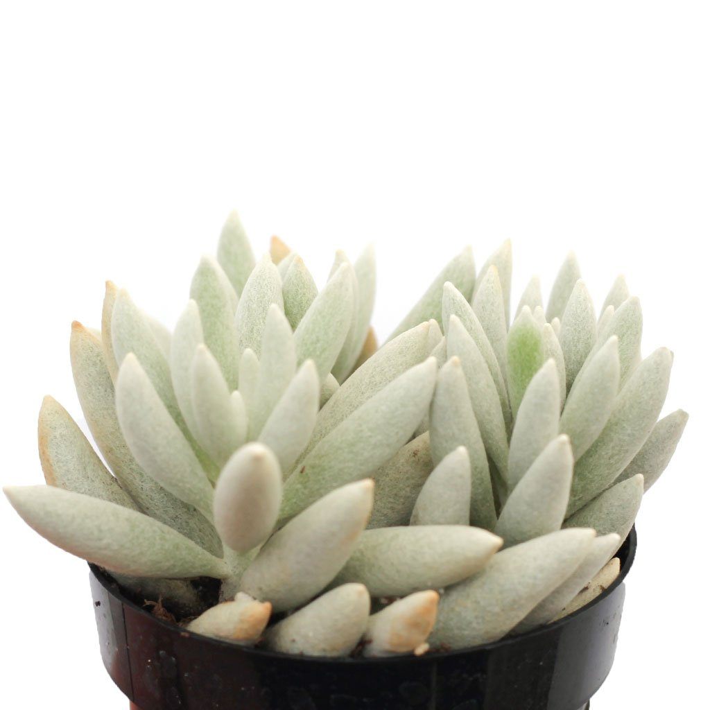 cocoon plant succulent care Senecio haworthii 'Cocoon Plant'