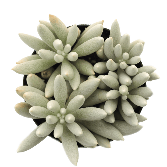 Senecio haworthii 'Cocoon Plant'