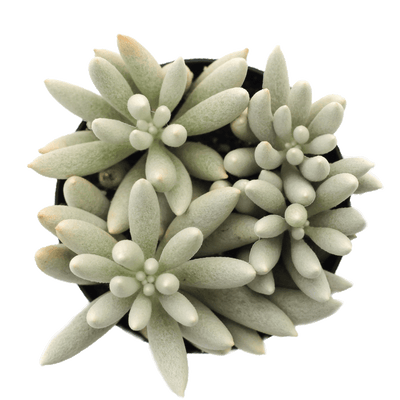 Senecio haworthii 'Cocoon Plant'