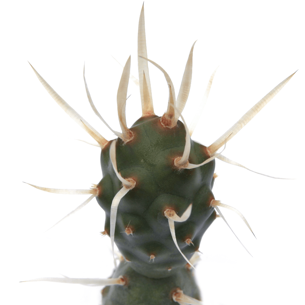 Tephrocactus articulatus var. papyracanthus 'Paper Spine Cactus'