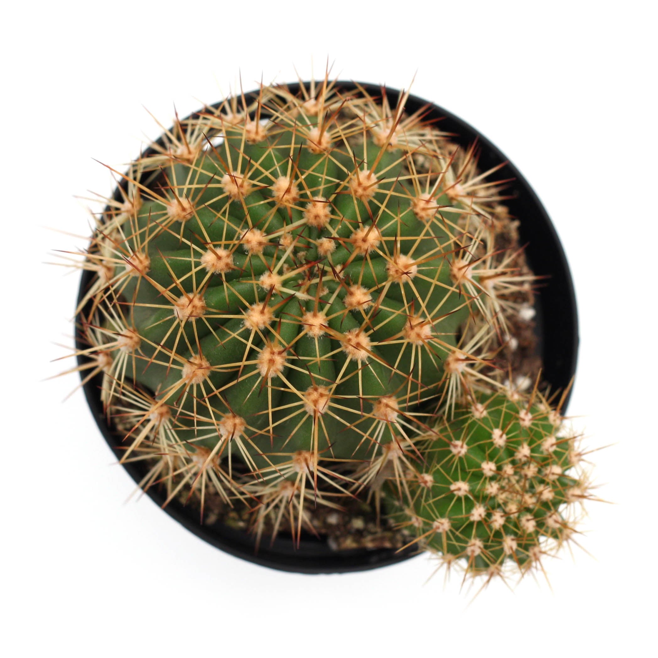 Echinopsis huascha 'Red Torch Cactus'