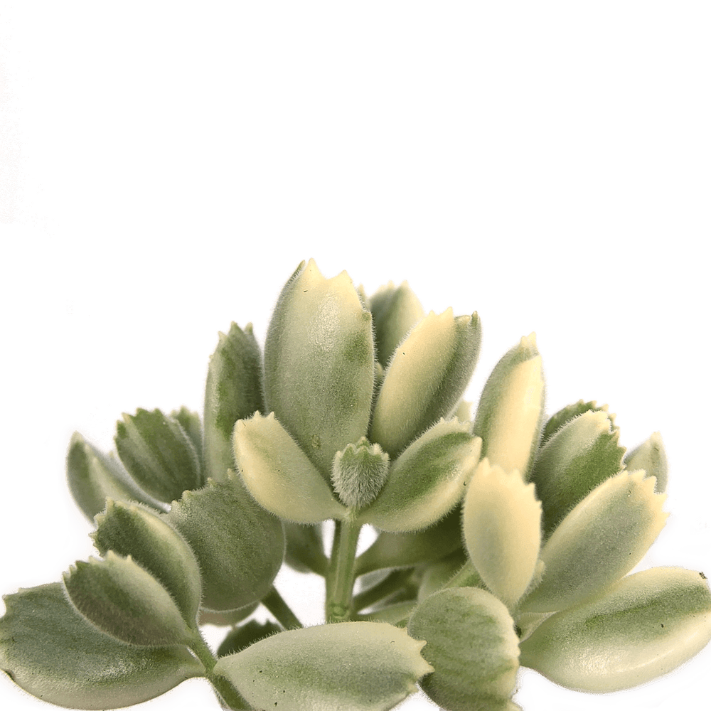 Cotyledon tomentosa 'Bear's Paw' variegata